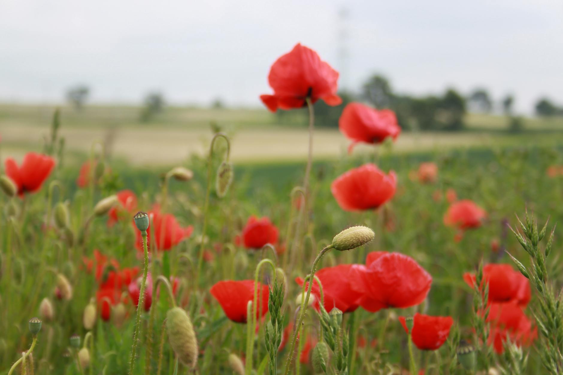 Białe kwiatostany kasztanowca na tle błękitnego nieba w Dzierżoniowie.